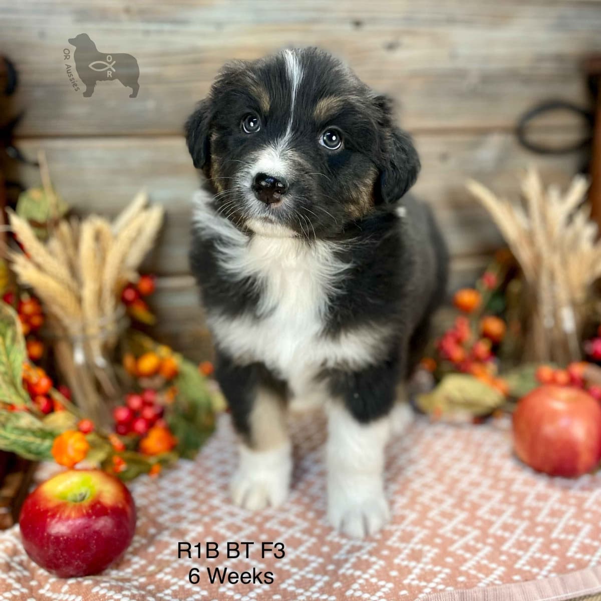 Ruby Dooby Doo's Mystery Gang breeder image 15
