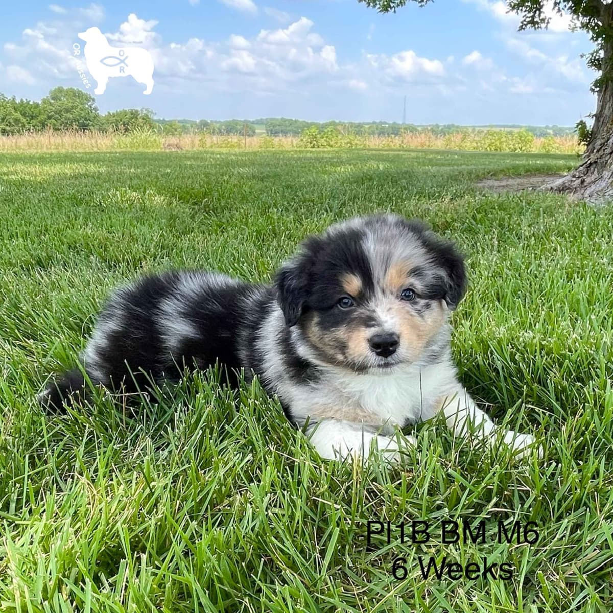 Ruby Dooby Doo's Mystery Gang breeder image 14