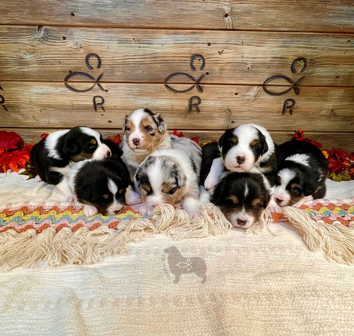 Ruby Dooby Doo's Mystery Gang breeder image 21