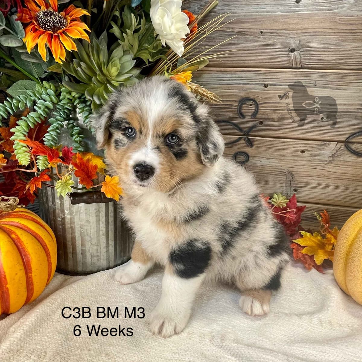 Ruby Dooby Doo's Mystery Gang breeder image 4