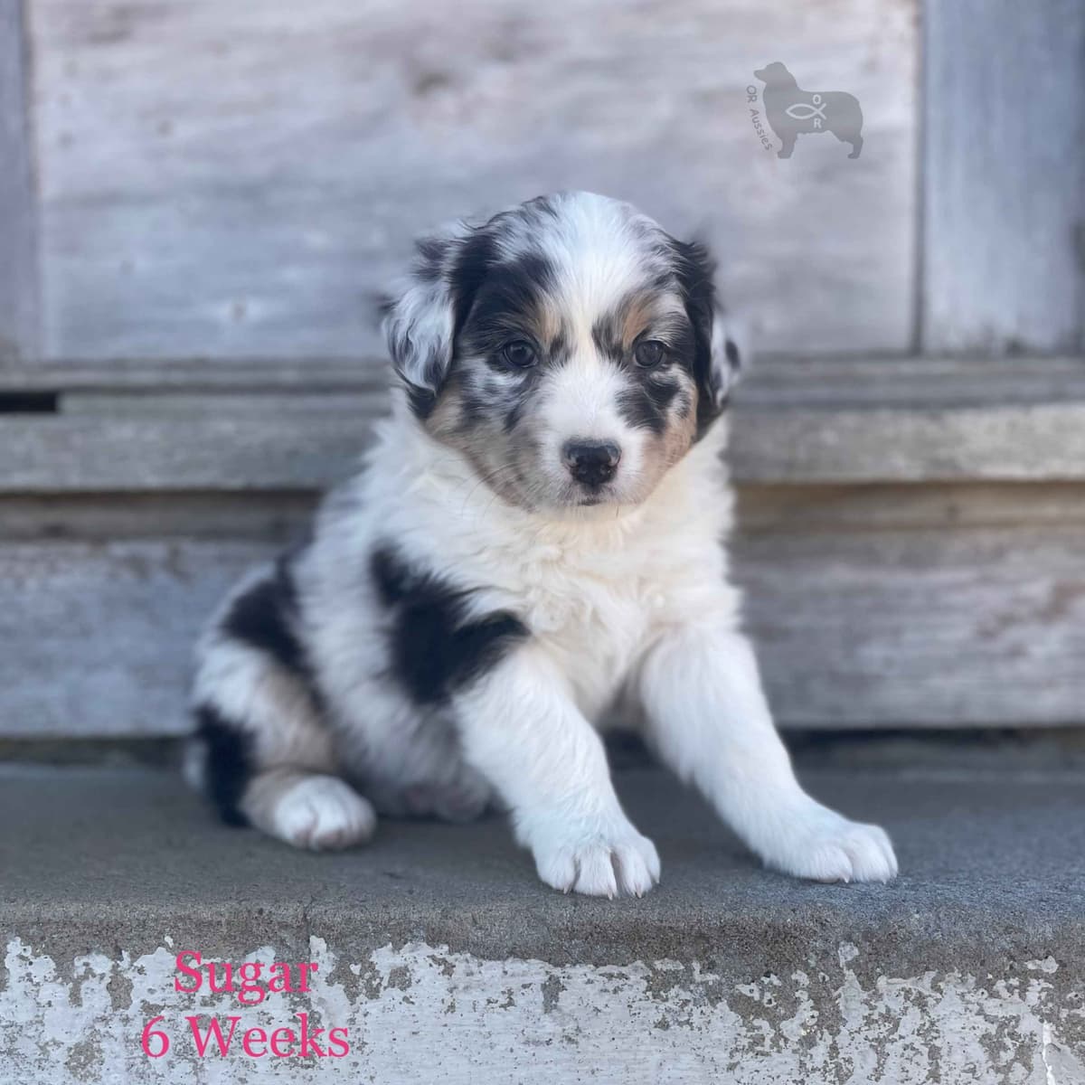 Ruby Dooby Doo's Mystery Gang breeder image 20