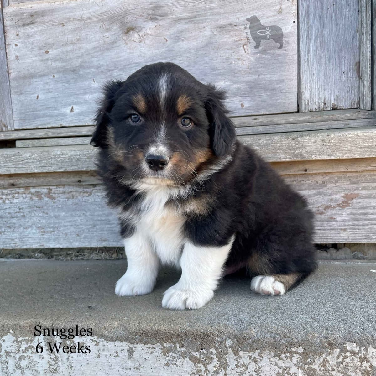 Ruby Dooby Doo's Mystery Gang breeder image 23