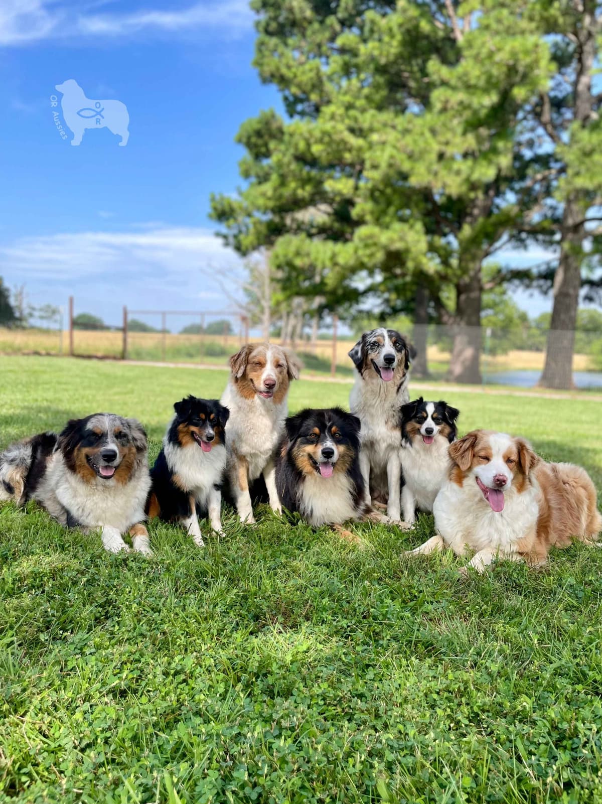 Ruby Dooby Doo's Mystery Gang breeder image 22