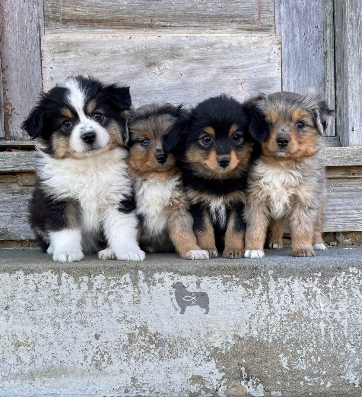 Ruby Dooby Doo's Mystery Gang breeder image 1