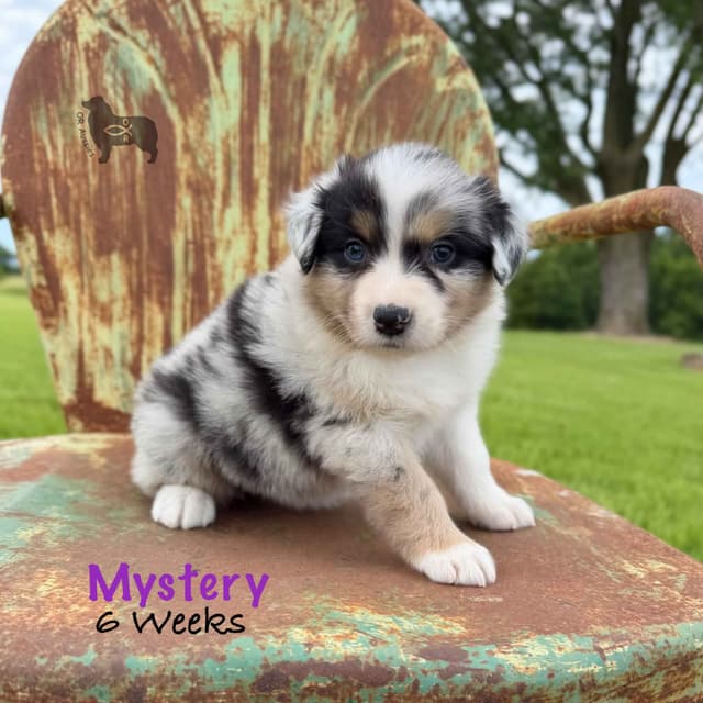 Ruby Dooby Doo's Mystery Gang media 7