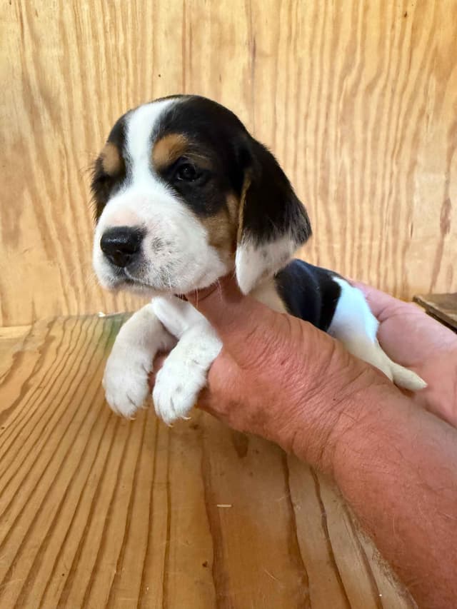 Beagle Puppies media 7