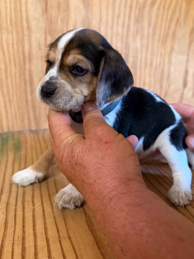Beagle Puppies media 2