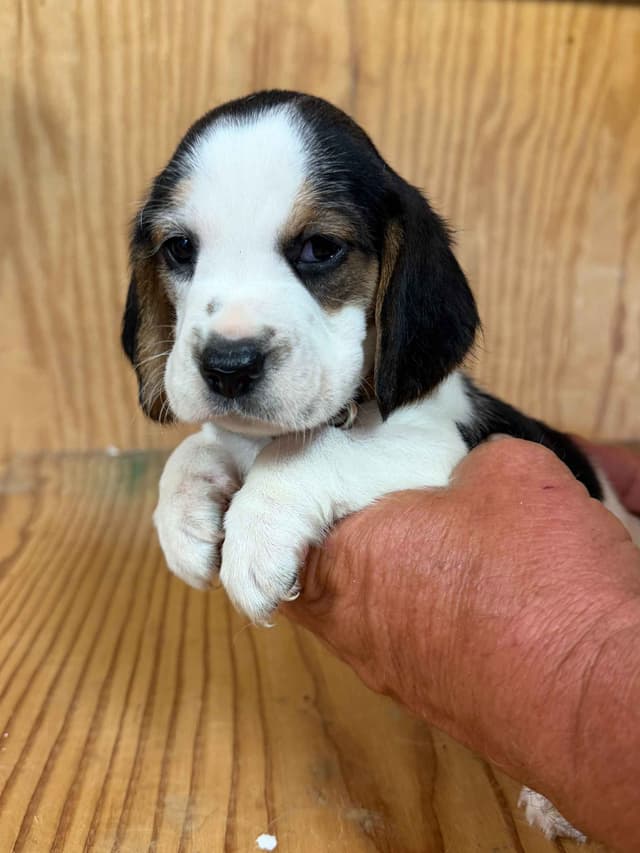 Beagle Puppies media 3