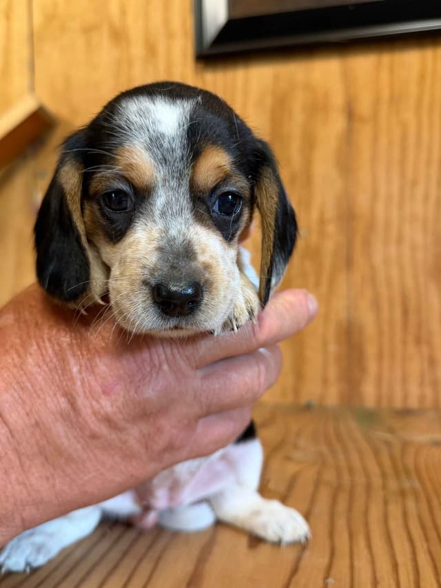 Beagle Puppies media 4