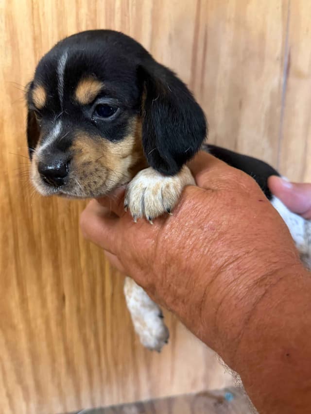 Beagle Puppies media 5