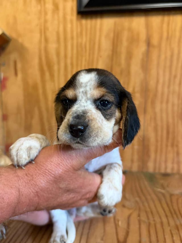 Beagle Puppies media 6