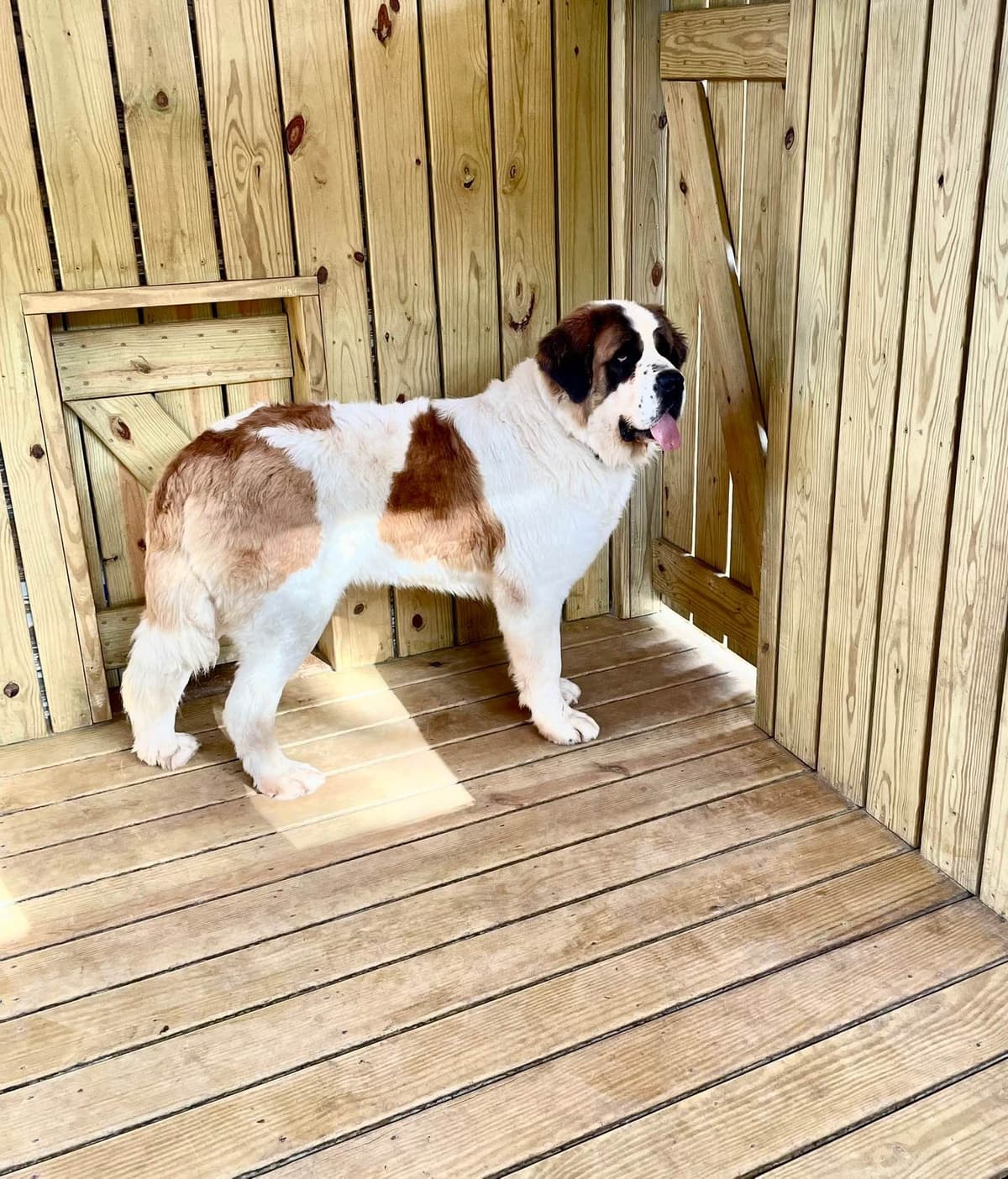 Saint Bernard Puppies breeder image 2