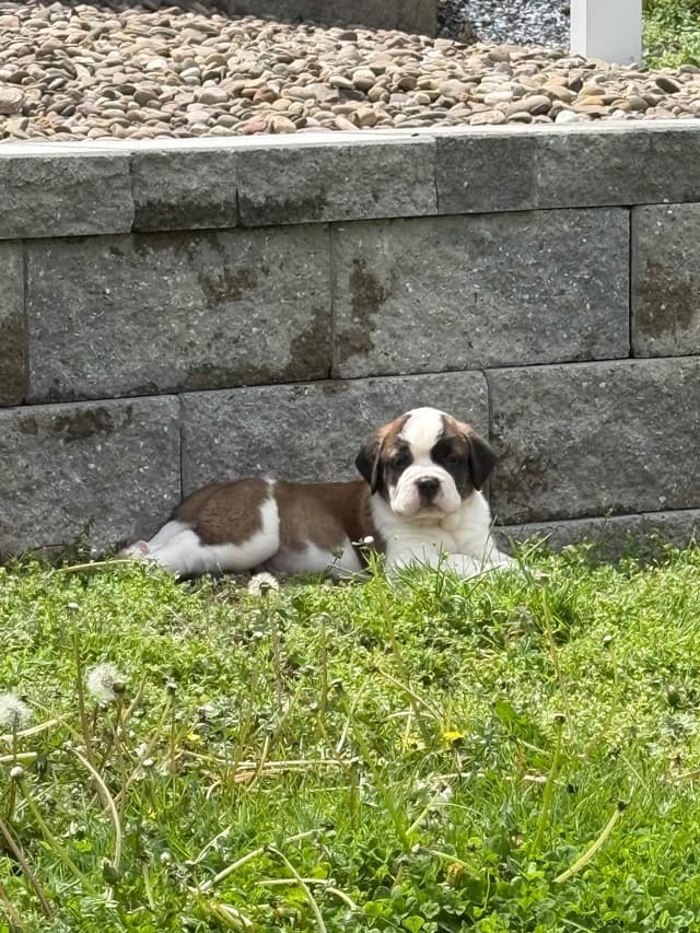 Saint Bernard Puppies media 2