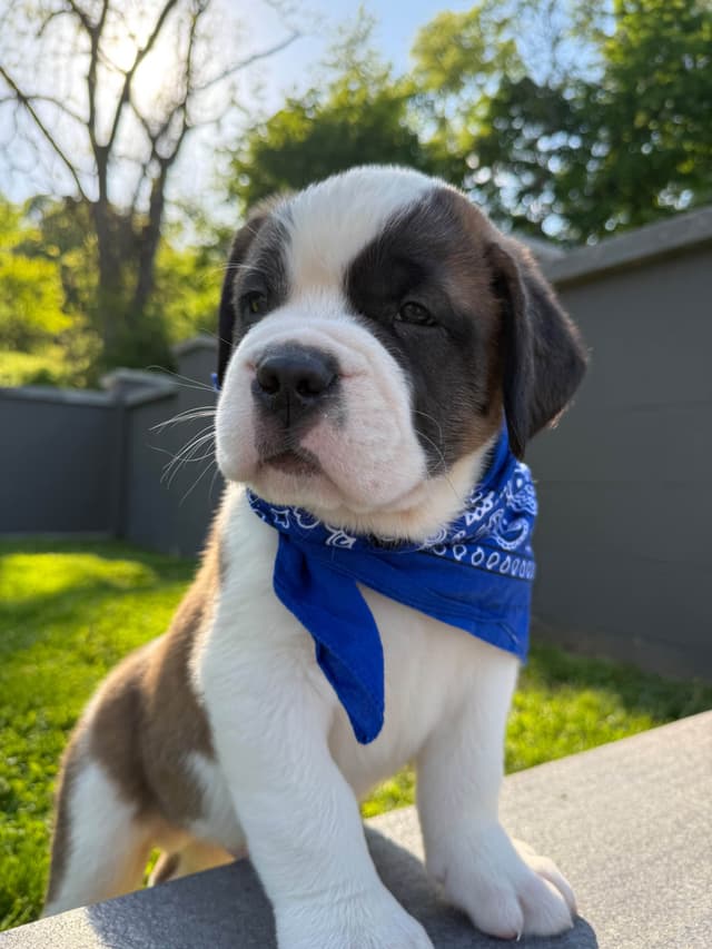 Saint Bernard Puppies media 3