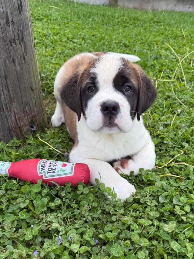 Saint Bernard Puppies media 5