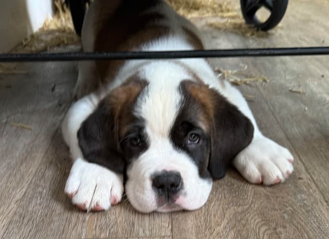 Saint Bernard Puppies media 6