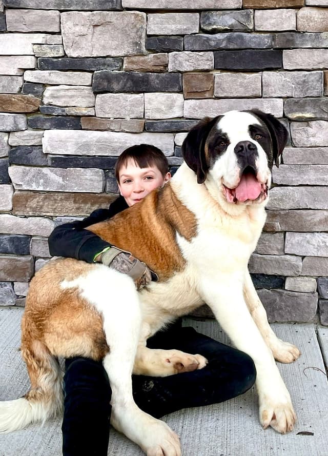 Saint Bernard Puppies media 8
