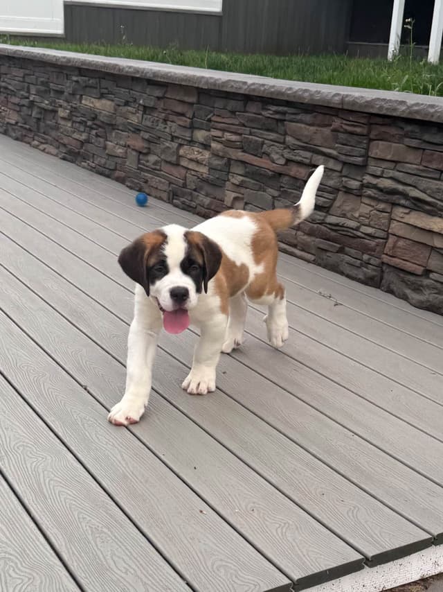 Saint Bernard Puppies media 9