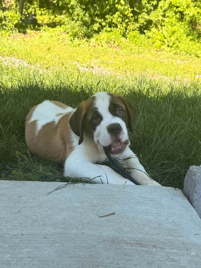 Saint Bernard Puppies media 10