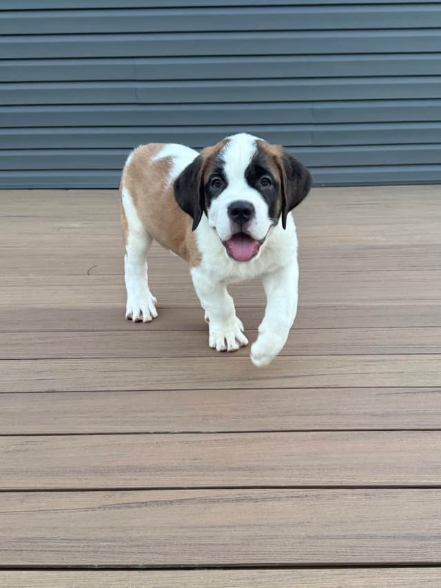 Saint Bernard Puppies media 11