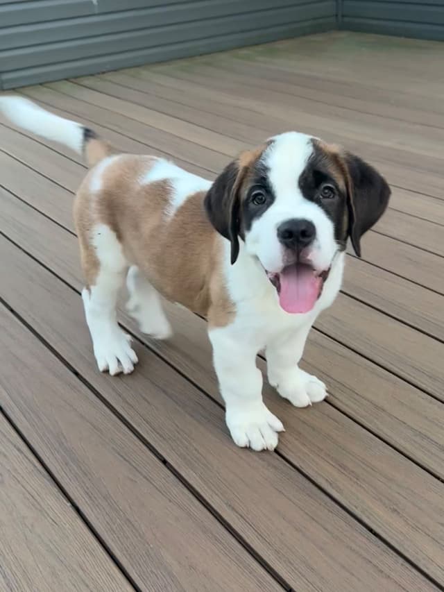 Saint Bernard Puppies media 12