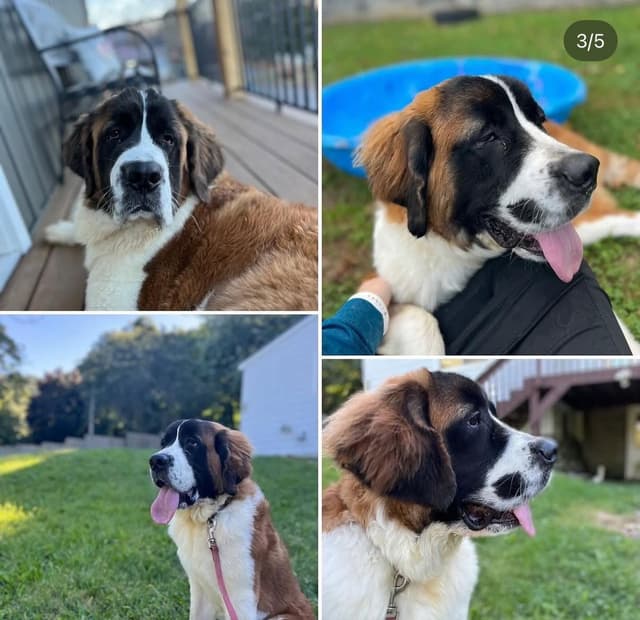 Saint Bernard Puppies media 10