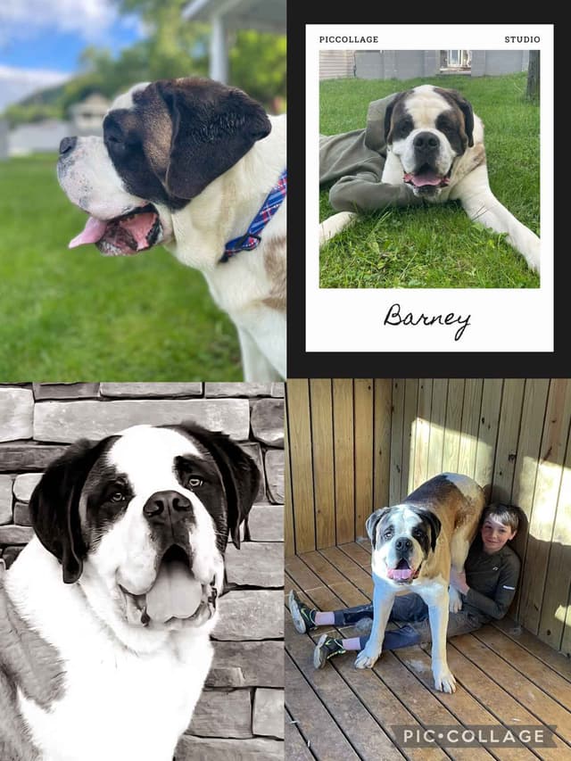 Saint Bernard Puppies media 11