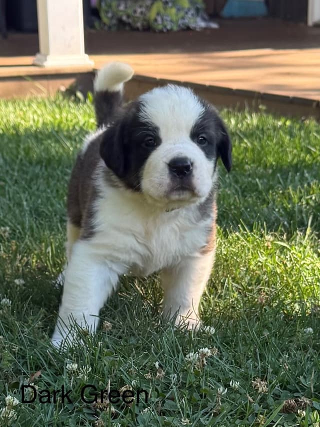 Saint Bernard Puppies media 3