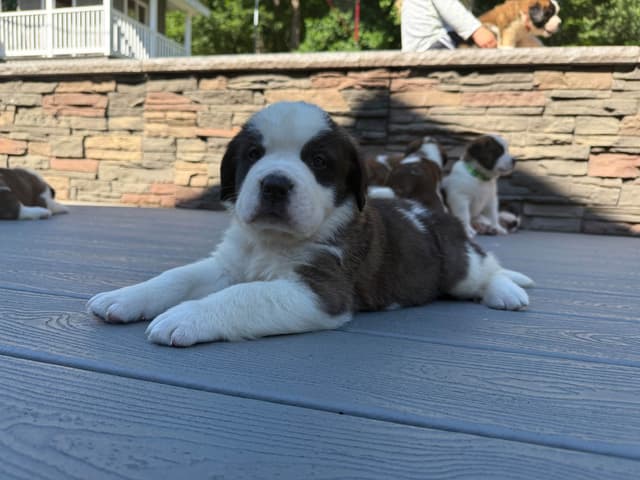 Saint Bernard Puppies media 7