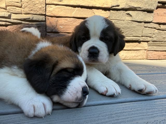 Saint Bernard Puppies media 6