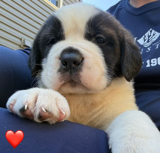 Saint Bernard Puppies media 12