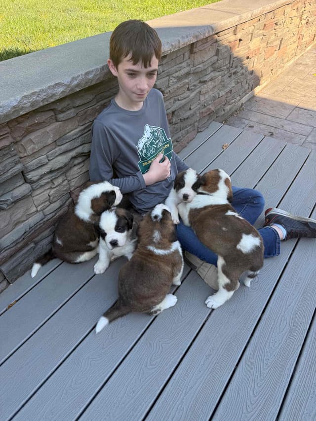 Saint Bernard Puppies media 8
