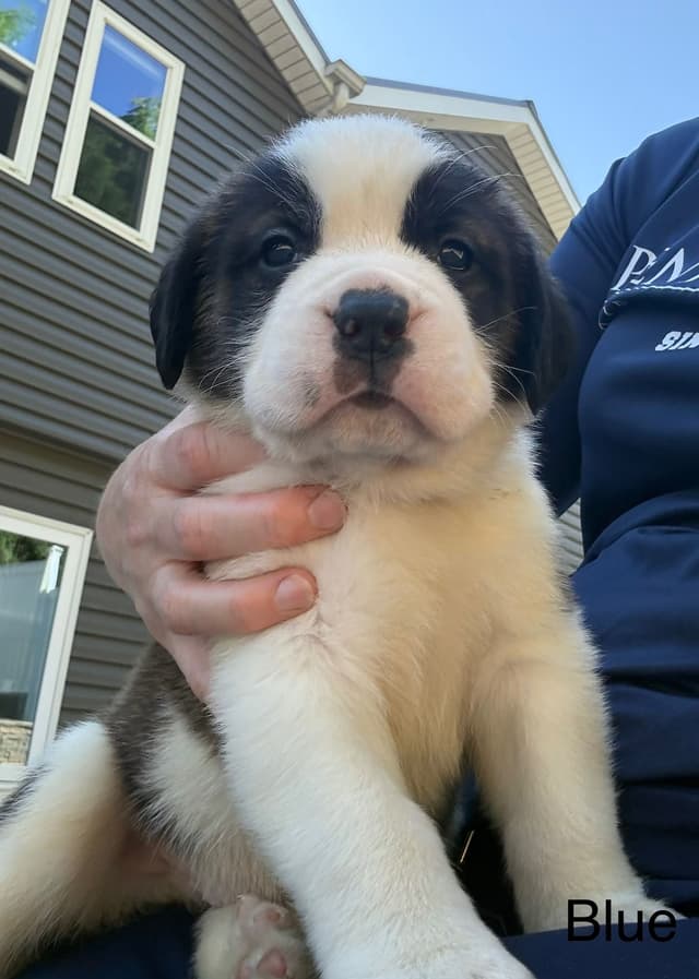 Saint Bernard Puppies media 13