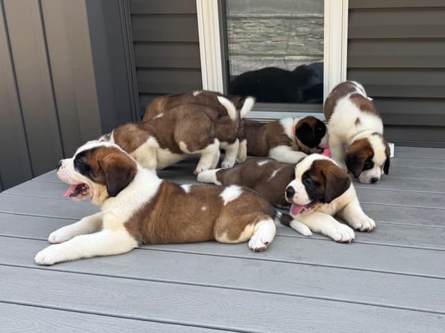 Saint Bernard Puppies media 5