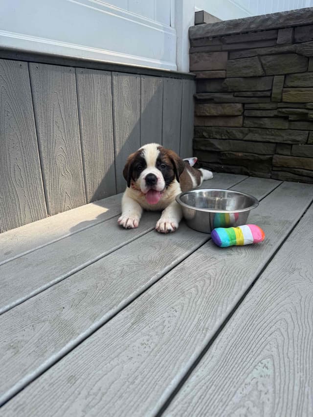 Saint Bernard Puppies media 14
