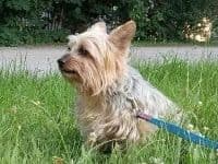 2 Beautiful, Healthy Male Yorkie Puppies - available August 6, 2026 breeder image 19