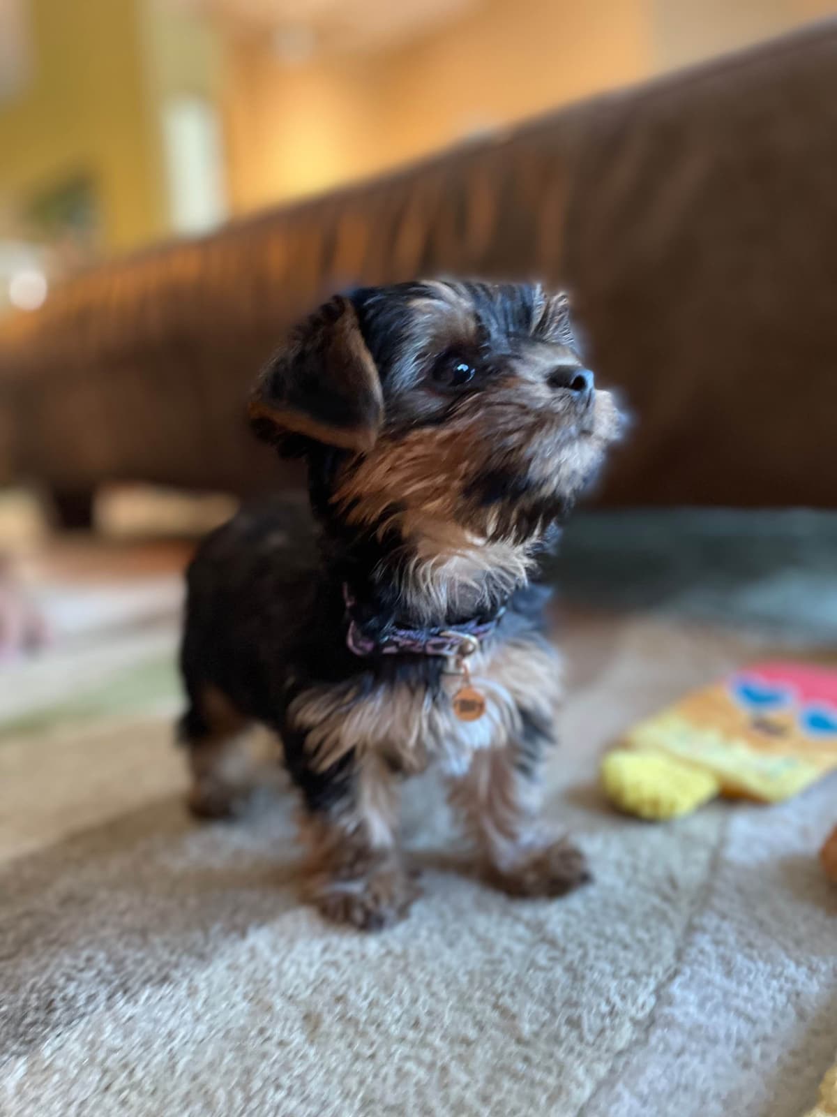 2 Beautiful, Healthy Male Yorkie Puppies - available August 6, 2026 breeder image 20