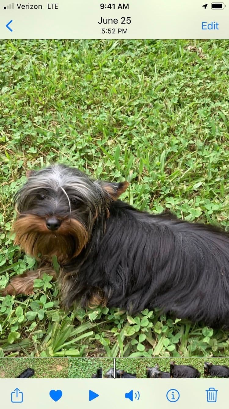 2 Beautiful, Healthy Male Yorkie Puppies - available August 6, 2026 breeder image 17