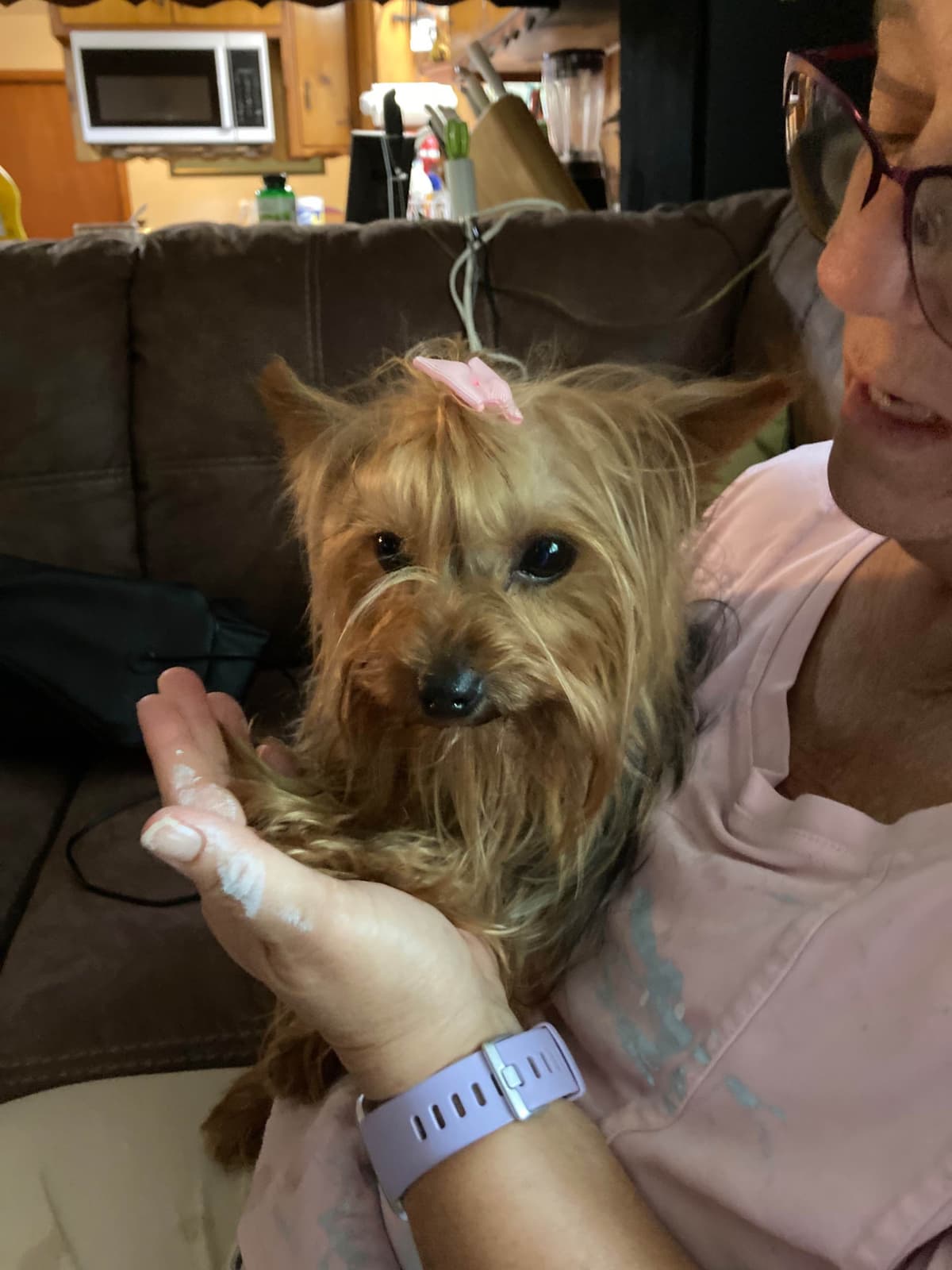 2 Beautiful, Healthy Male Yorkie Puppies - available August 6, 2026 breeder image 15