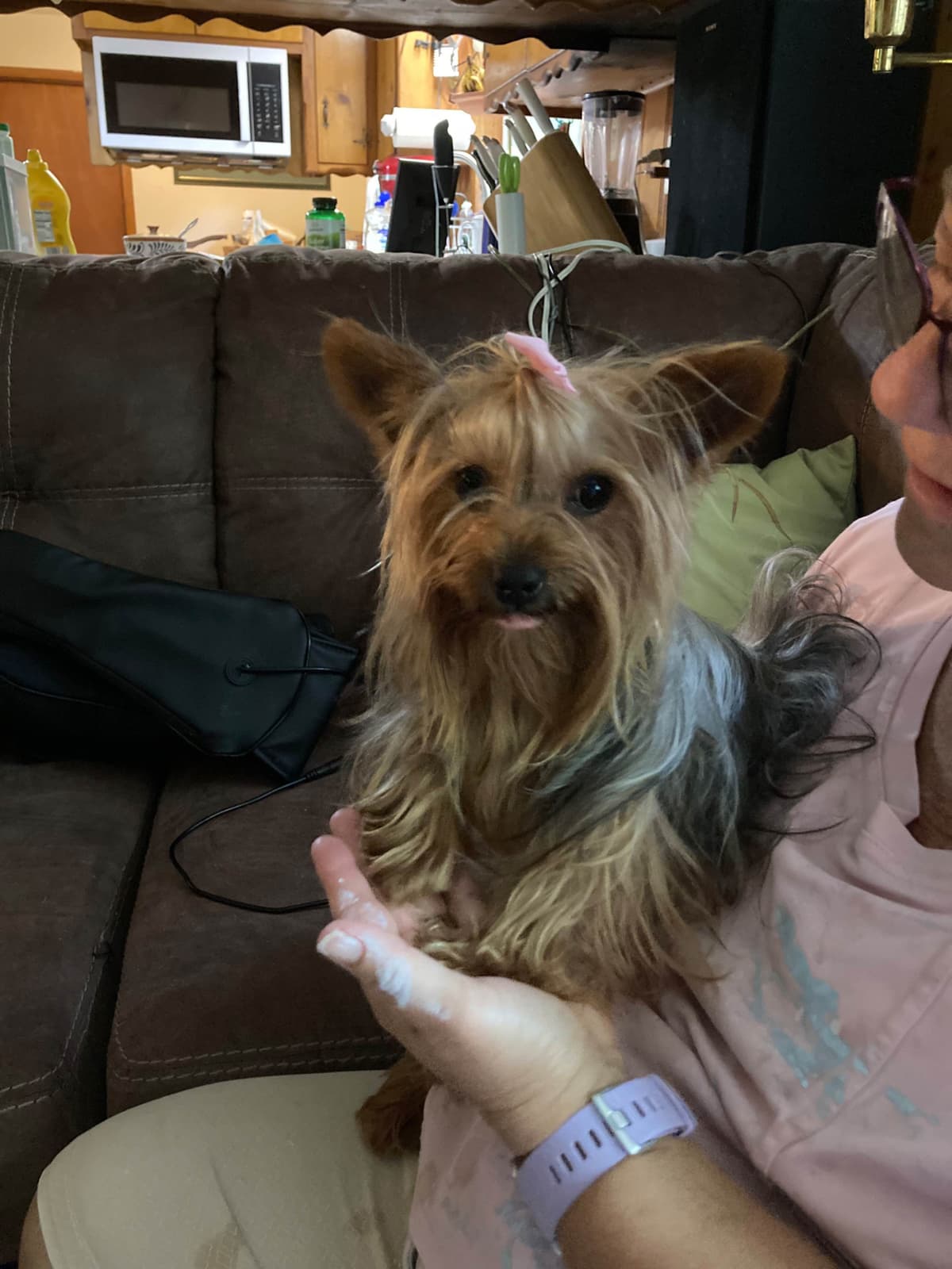 2 Beautiful, Healthy Male Yorkie Puppies - available August 6, 2026 breeder image 14