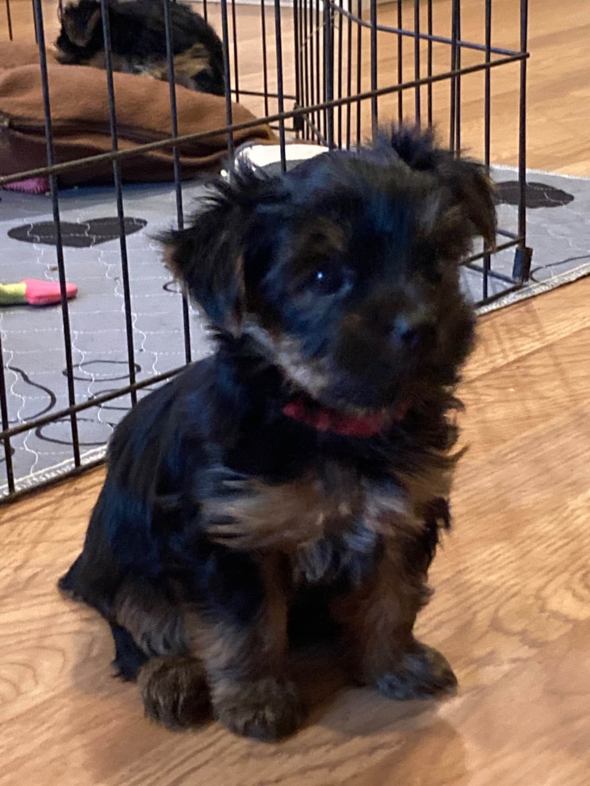 2 Beautiful, Healthy Male Yorkie Puppies - available August 6, 2026 breeder image 22