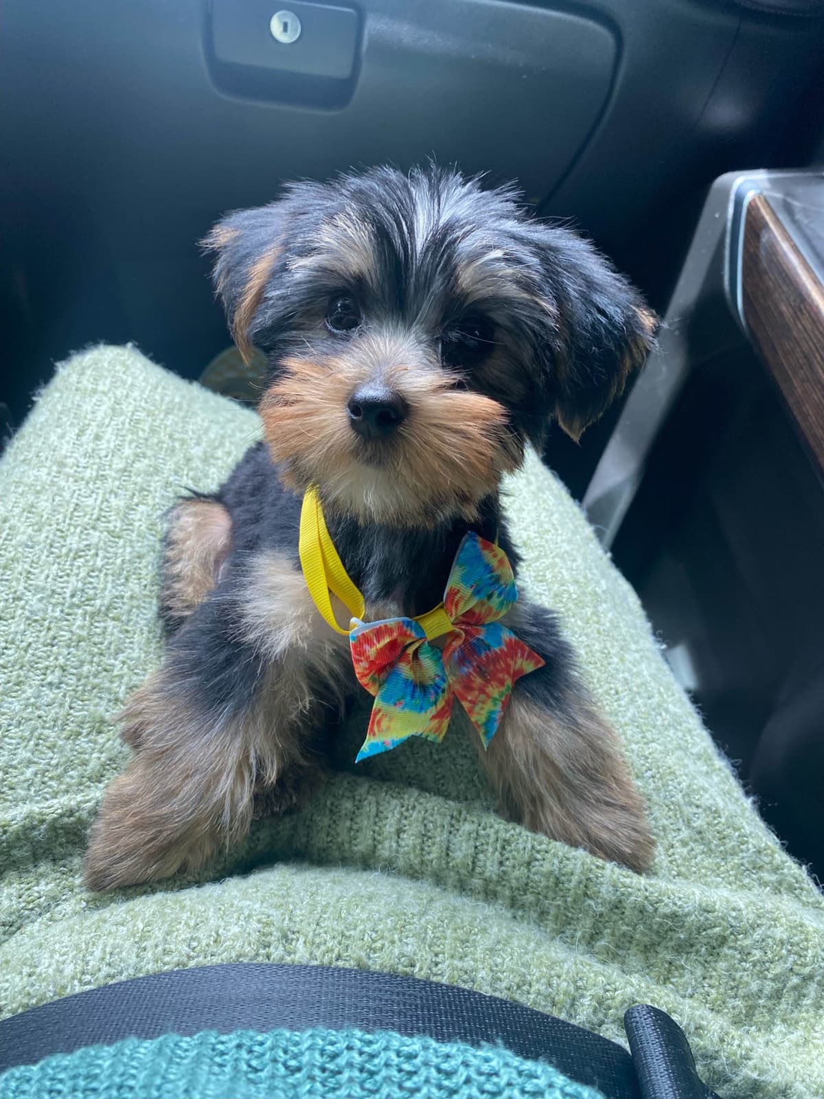 2 Beautiful, Healthy Male Yorkie Puppies - available August 6, 2026 breeder image 23