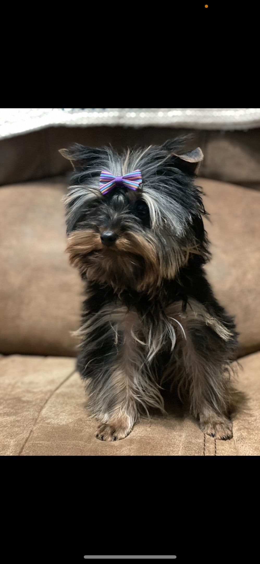 2 Beautiful, Healthy Male Yorkie Puppies - available August 6, 2026 breeder image 18