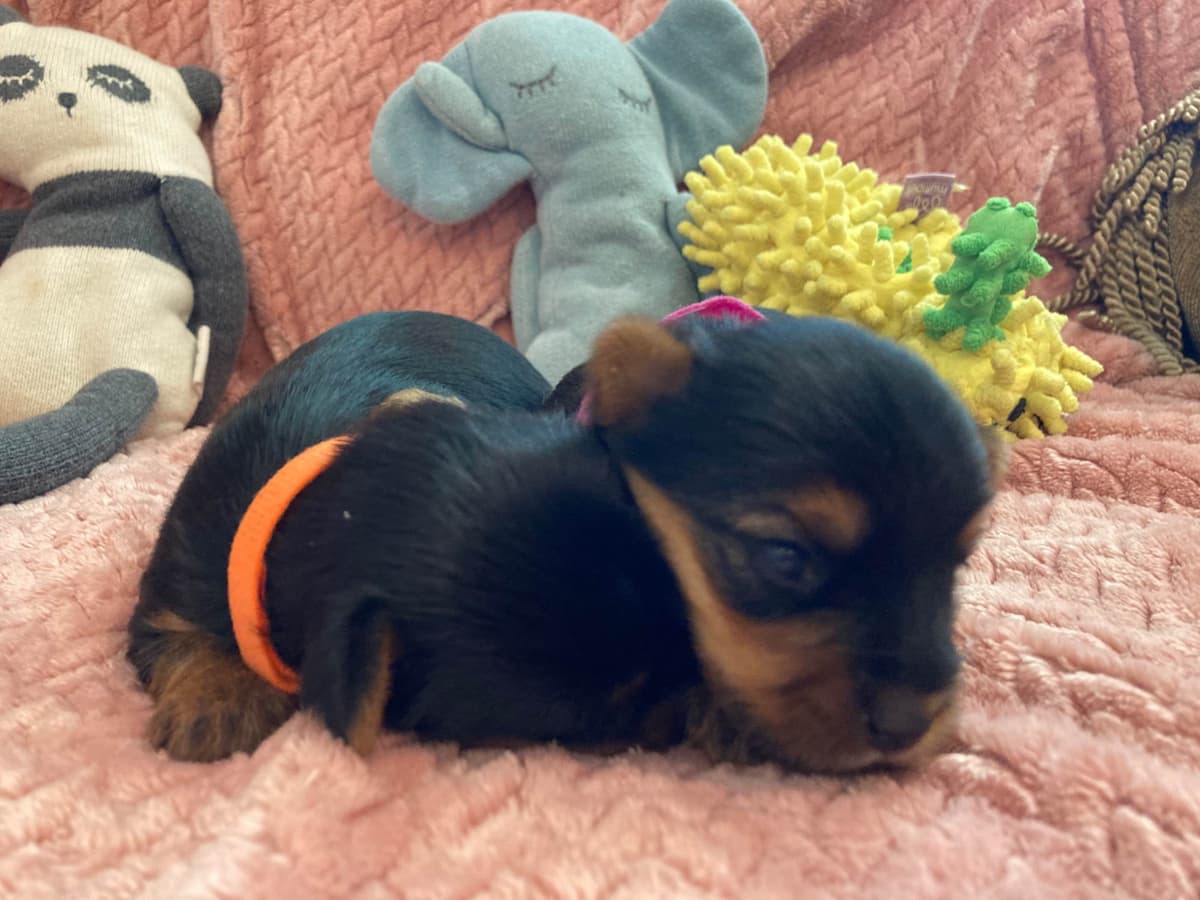 2 Beautiful, Healthy Male Yorkie Puppies - available August 6, 2026 breeder image 2
