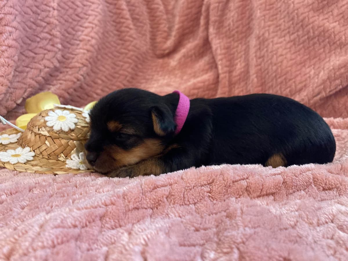2 Beautiful, Healthy Male Yorkie Puppies - available August 6, 2026 breeder image 5