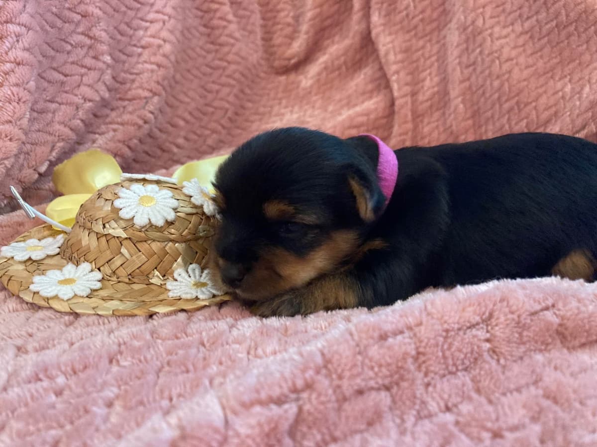 2 Beautiful, Healthy Male Yorkie Puppies - available August 6, 2026 breeder image 6