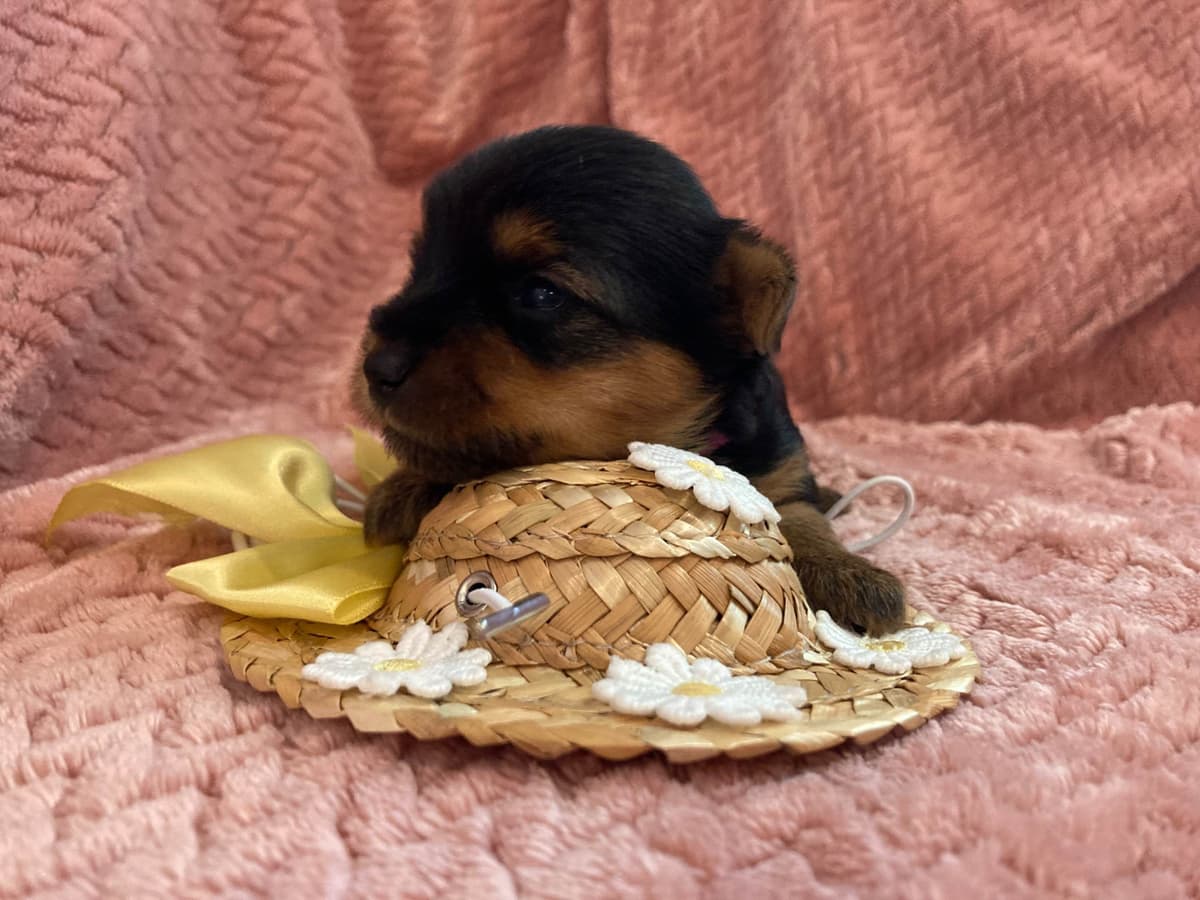 2 Beautiful, Healthy Male Yorkie Puppies - available August 6, 2026 breeder image 4