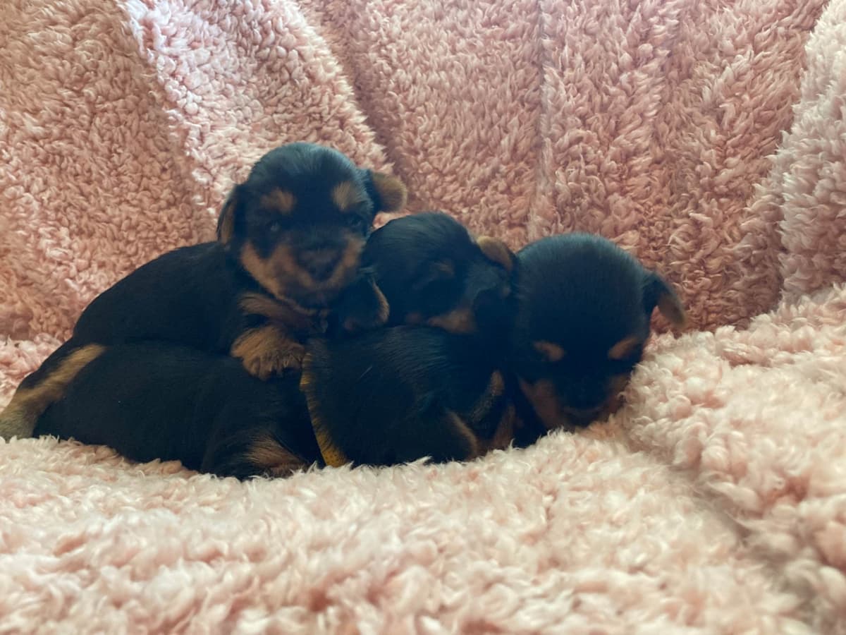 2 Beautiful, Healthy Male Yorkie Puppies - available August 6, 2026 breeder image 24