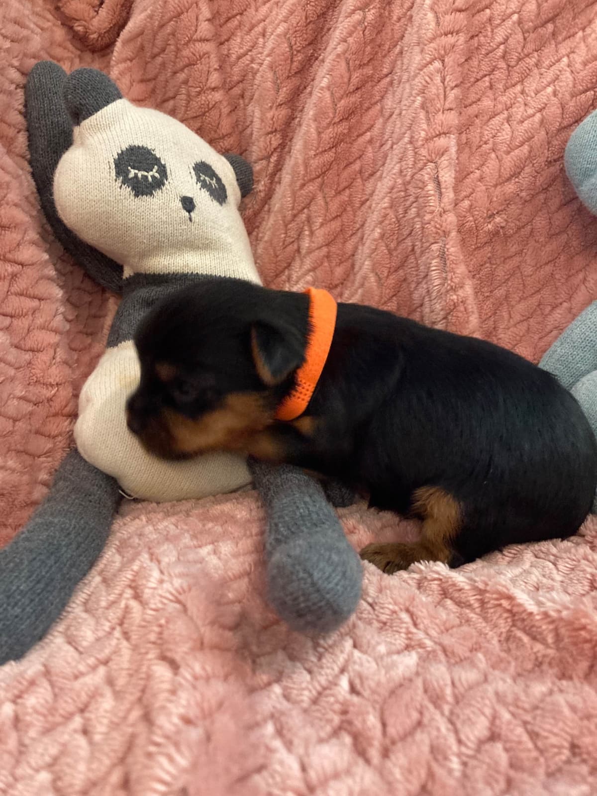 2 Beautiful, Healthy Male Yorkie Puppies - available August 6, 2026 breeder image 12