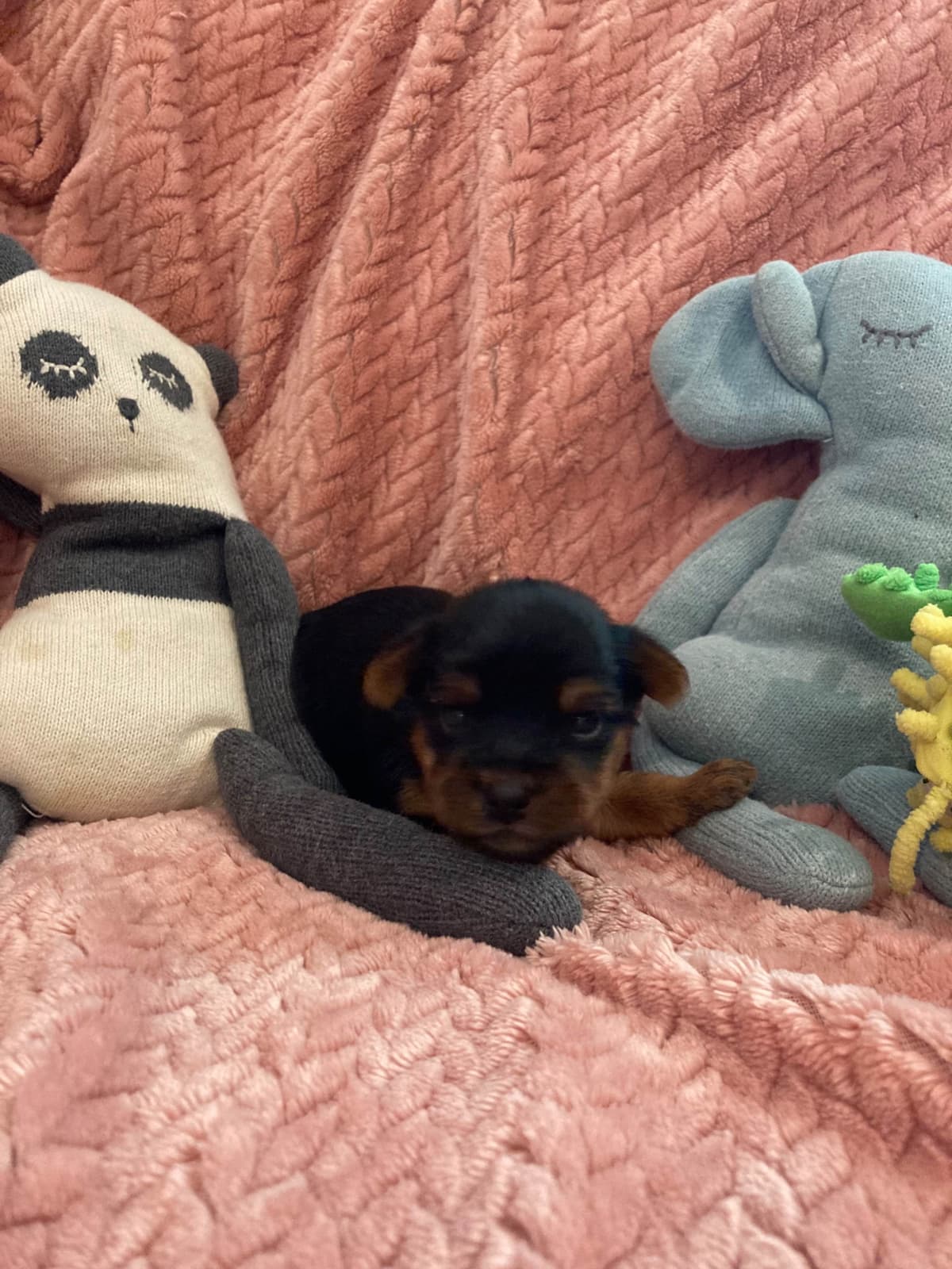 2 Beautiful, Healthy Male Yorkie Puppies - available August 6, 2026 breeder image 9